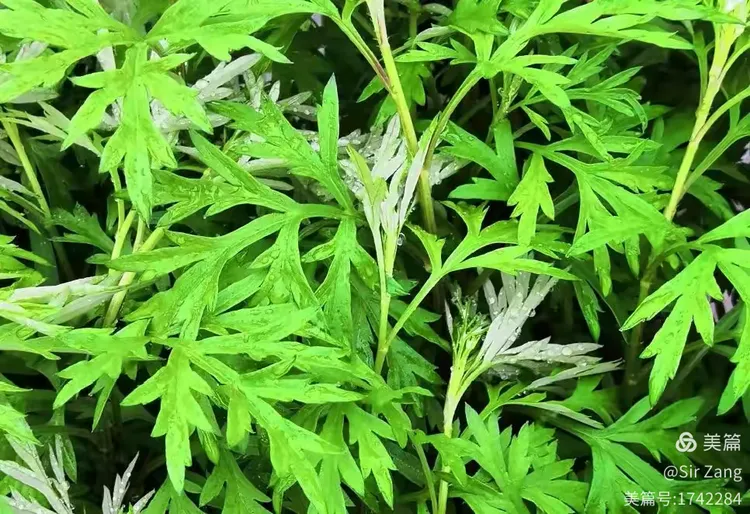 《诗经》植物18—艾 (蒿)